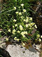 Saxifraga Juniperifolia (ss-esp Sancta) (fam Saxifragees) (Grece) (01) (Photo F. Mrugala)